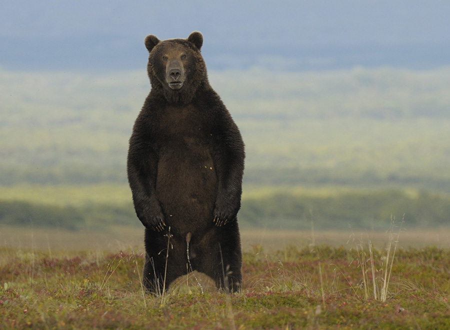 Медведь писает стоя на друх ногах